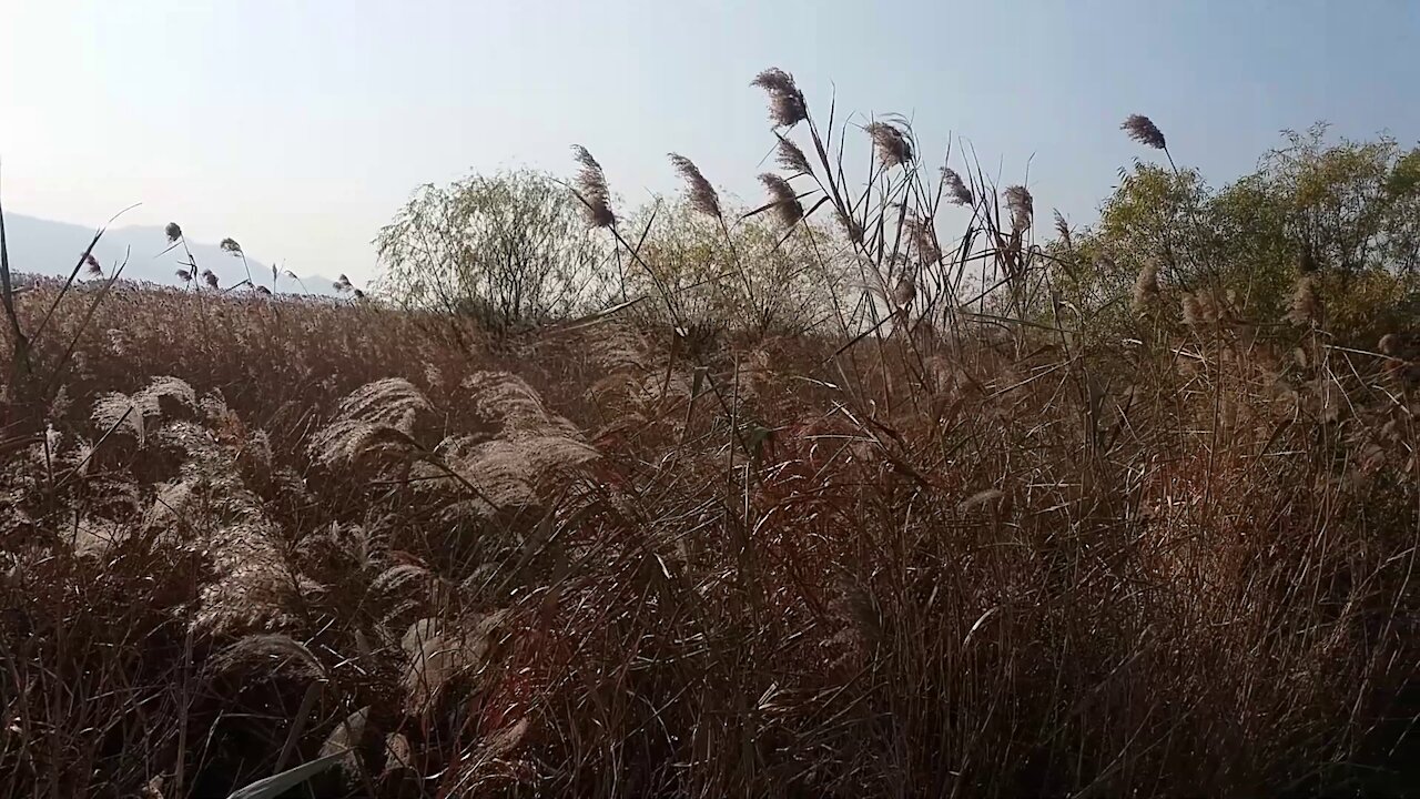 Looking at the reed forest road.