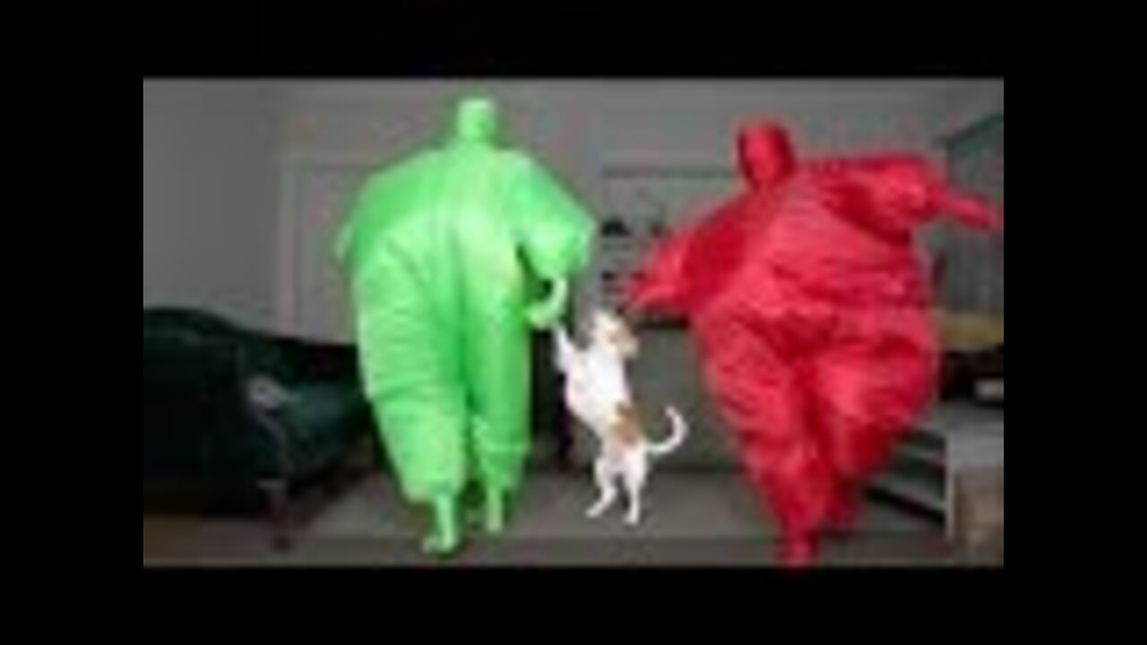 Dog Gets Surprise Dance Party