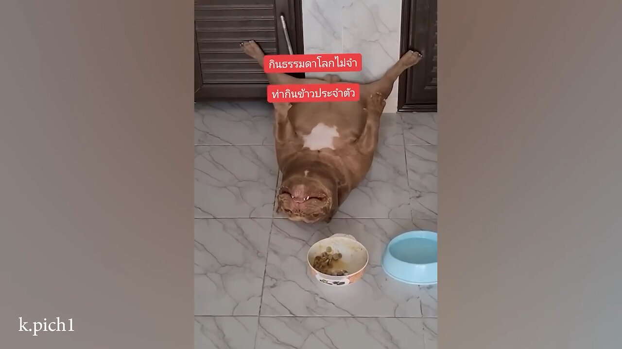 Funny dog videos 😂😂👌!!