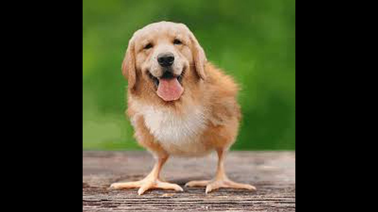 Funny pet videos