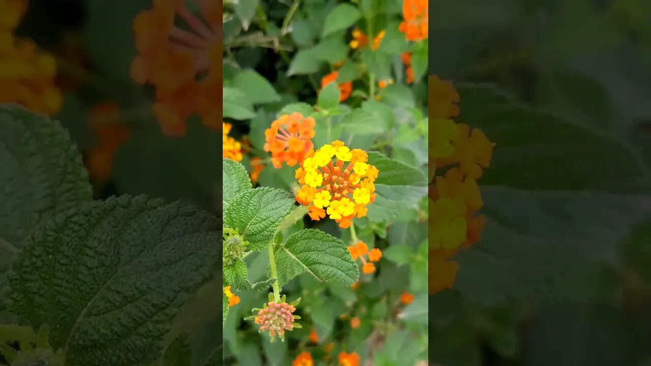 Tunisian Ambience Part 15: Mini Bouquet #nature #flower