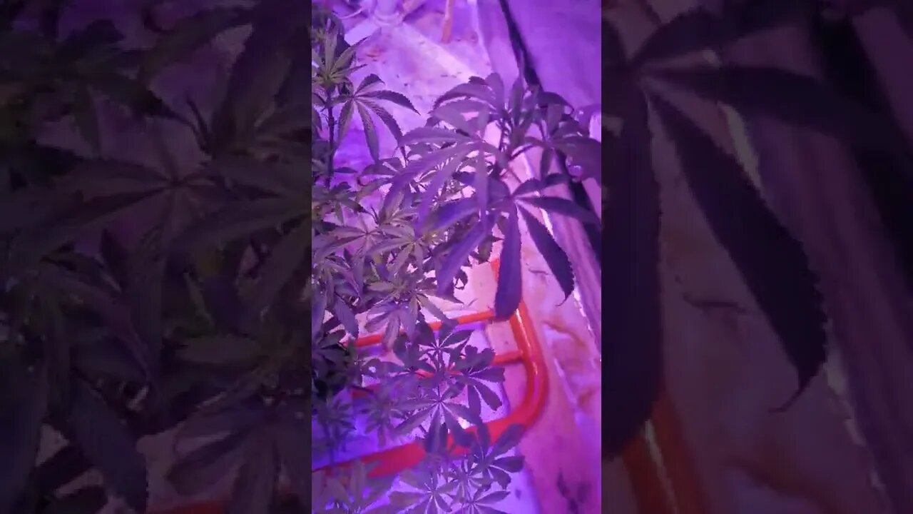 The Strains I Breed And Created Myself. First 24 Hours In The Tent.