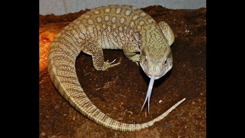 **LIVE FEEDING** here's my juvenile Savannah monitor eating his monthly treat mouse!! wow!!