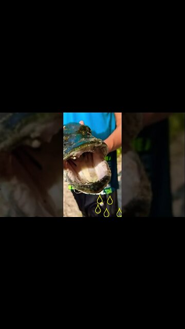 Merry Fishmas everyone