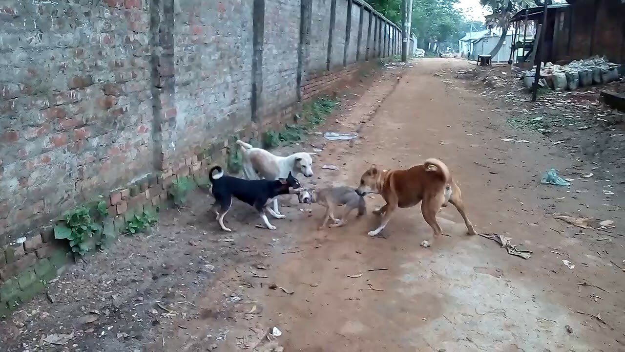 Seeing the dog, the fox is running away