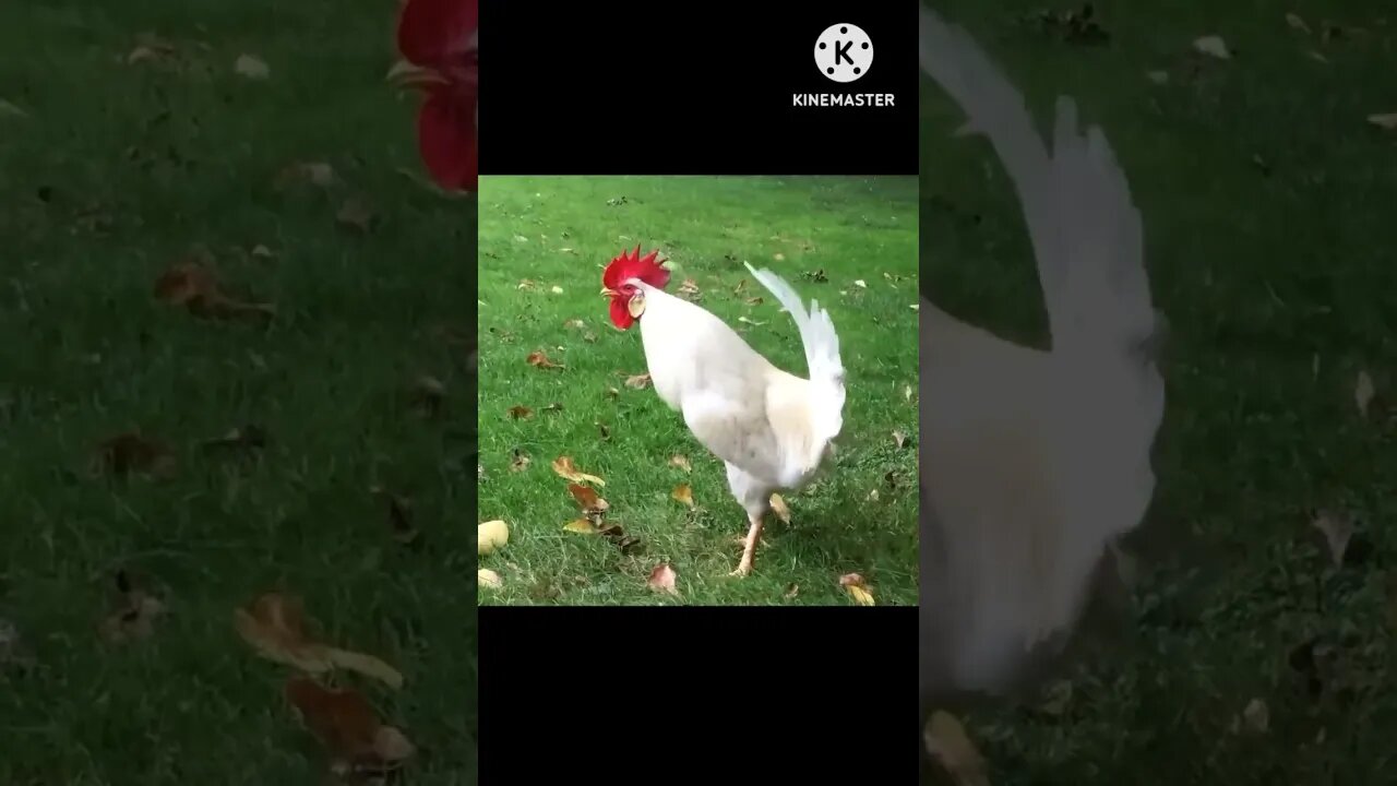 Rooster sound #birds #viral #ytshorts