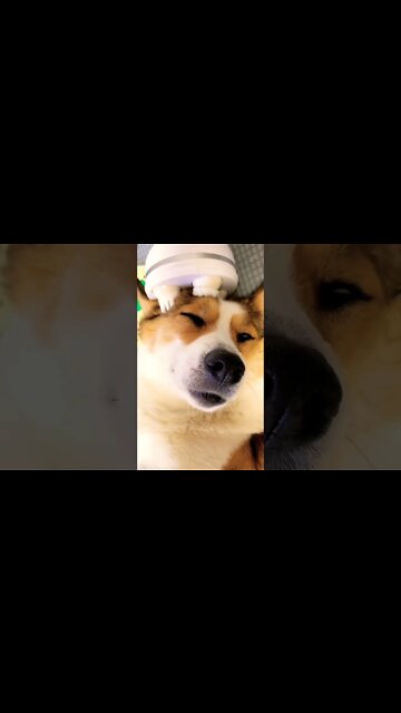 Just a good boi living his best life #shorts #doglover #dog #shortsfeed