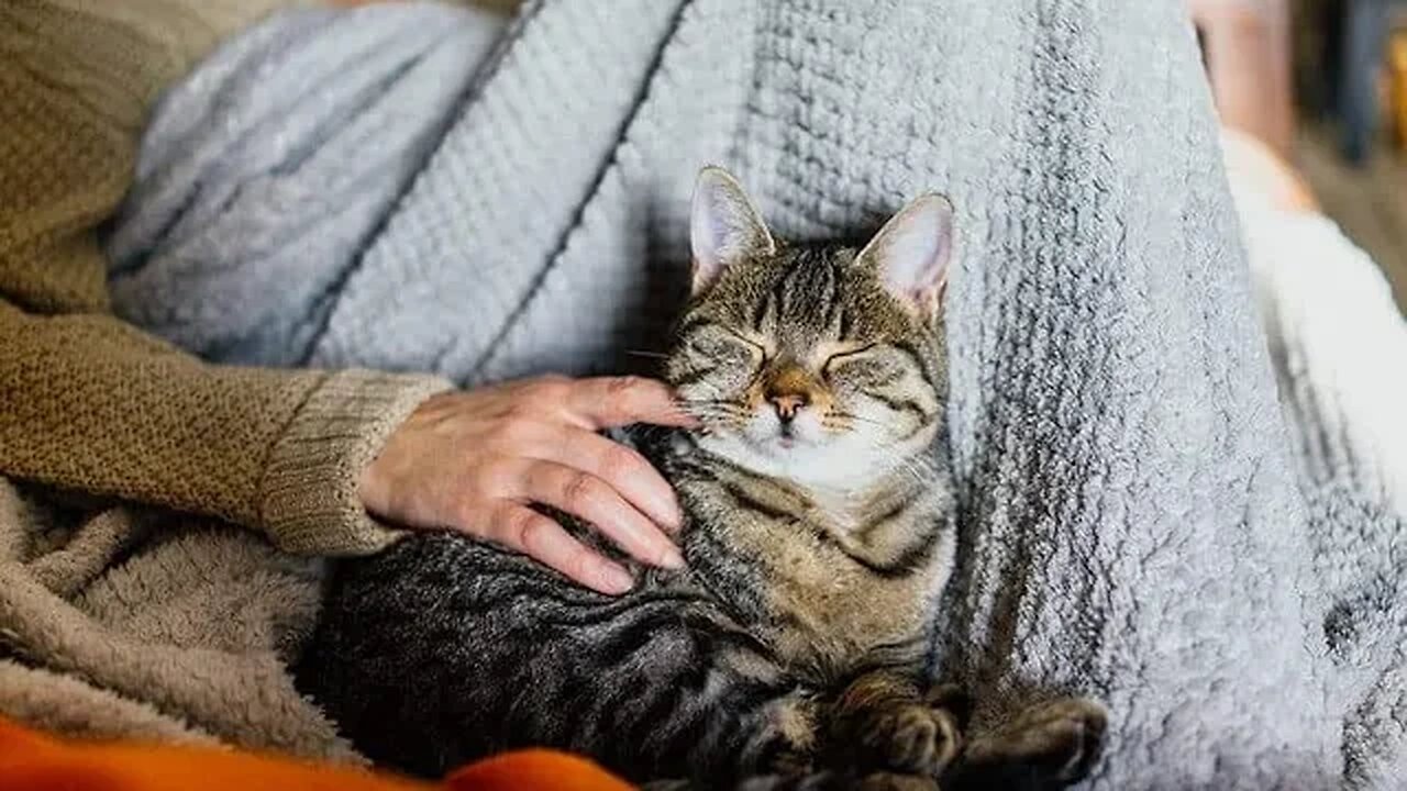 Tutor e dono de gato ? entenda as diferenças