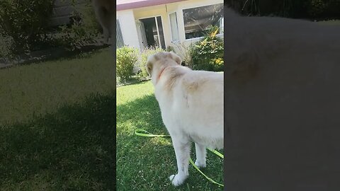 Dog with the kids