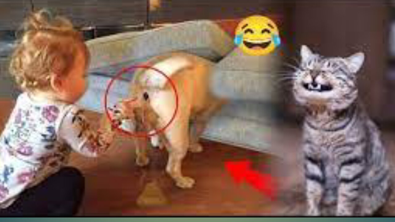 Epic Cat Fails: When Cats Try to Be Too Clever 🐶🤣🤣