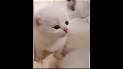 Cat funny video