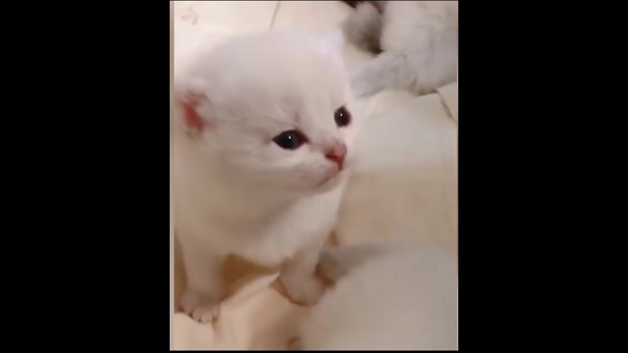 Cat funny video