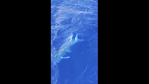 Dock Fishing and Tagging St Petersburg Florida | Grouper, Speckled Trout, Sheepshead Fishing Ep16