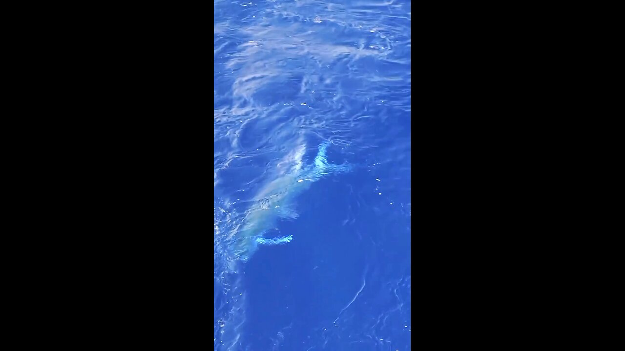 Dock Fishing and Tagging St Petersburg Florida | Grouper, Speckled Trout, Sheepshead Fishing Ep16