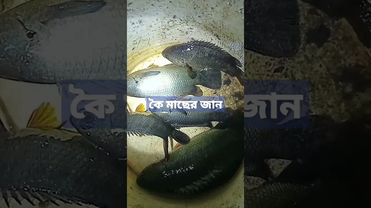 সব মাছ থেকে কৈ মাছ কুঁতা খুব কষ্ট