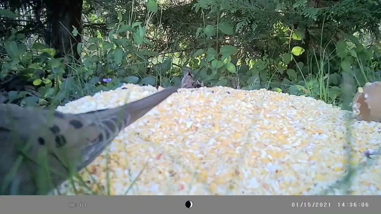 Crows🐦🐦 feeding 🥣compilation #cute #funny #animal #nature #wildlife #trailcam #farm #homestead