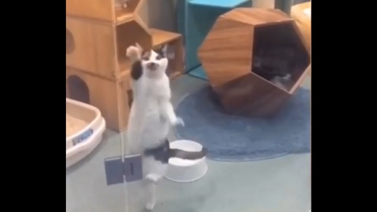 Cat groving on feet & dogs on a seasaw