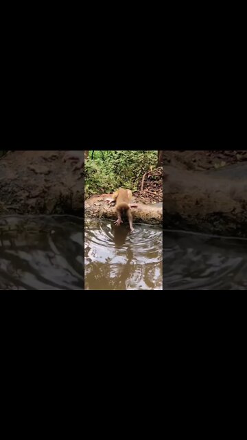 Most Amazing and trending video||relaxing your mind||trendig videos|| #shorts #trending #viral #live