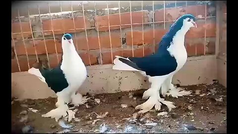 Beautiful Birds