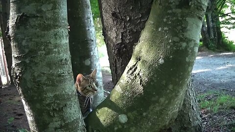 Cat Watches the Strange Tourists from a Tree
