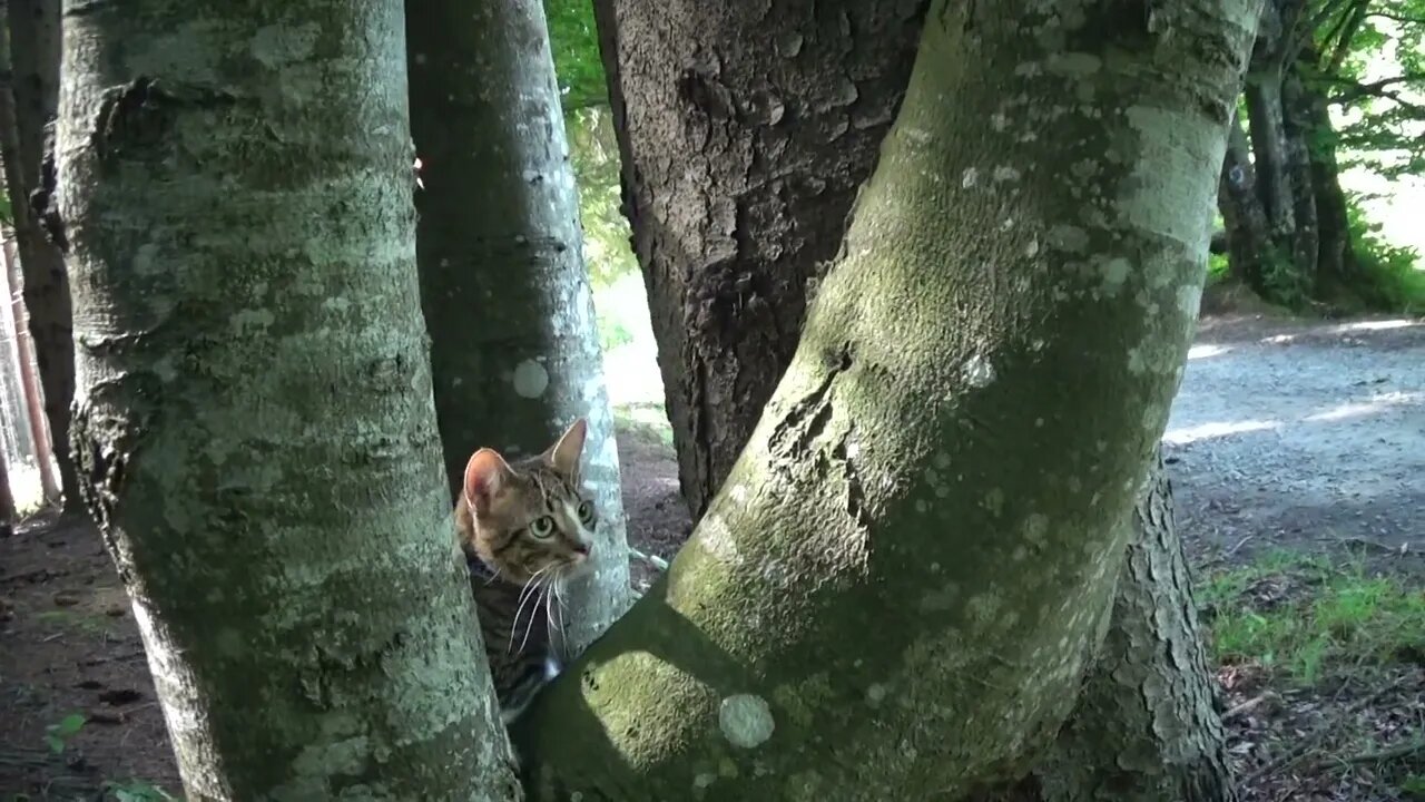 Cat Watches the Strange Tourists from a Tree