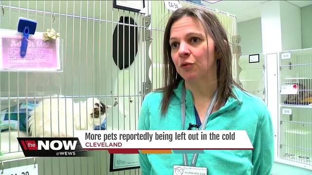 More pets being reportedly left out in the cold