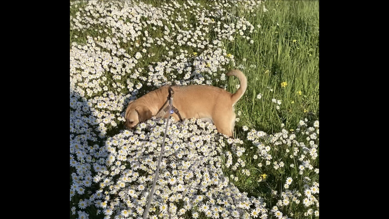 Puggle among the wildflowers