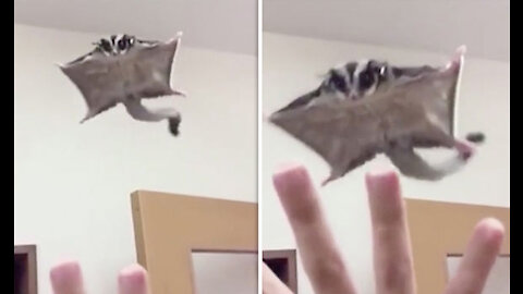 SUGAR GLIDERS Flying - Funny & Cute Compilation