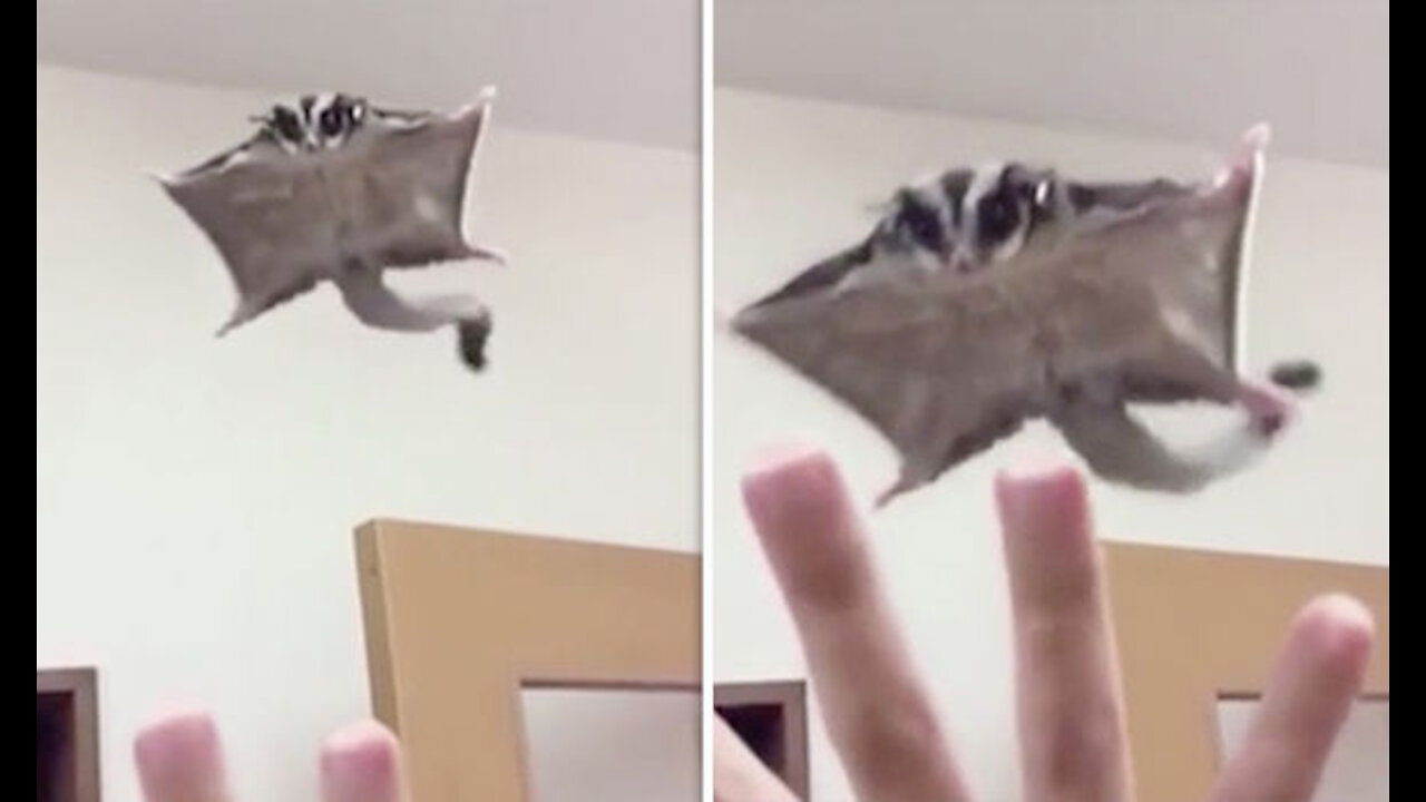 SUGAR GLIDERS Flying - Funny & Cute Compilation