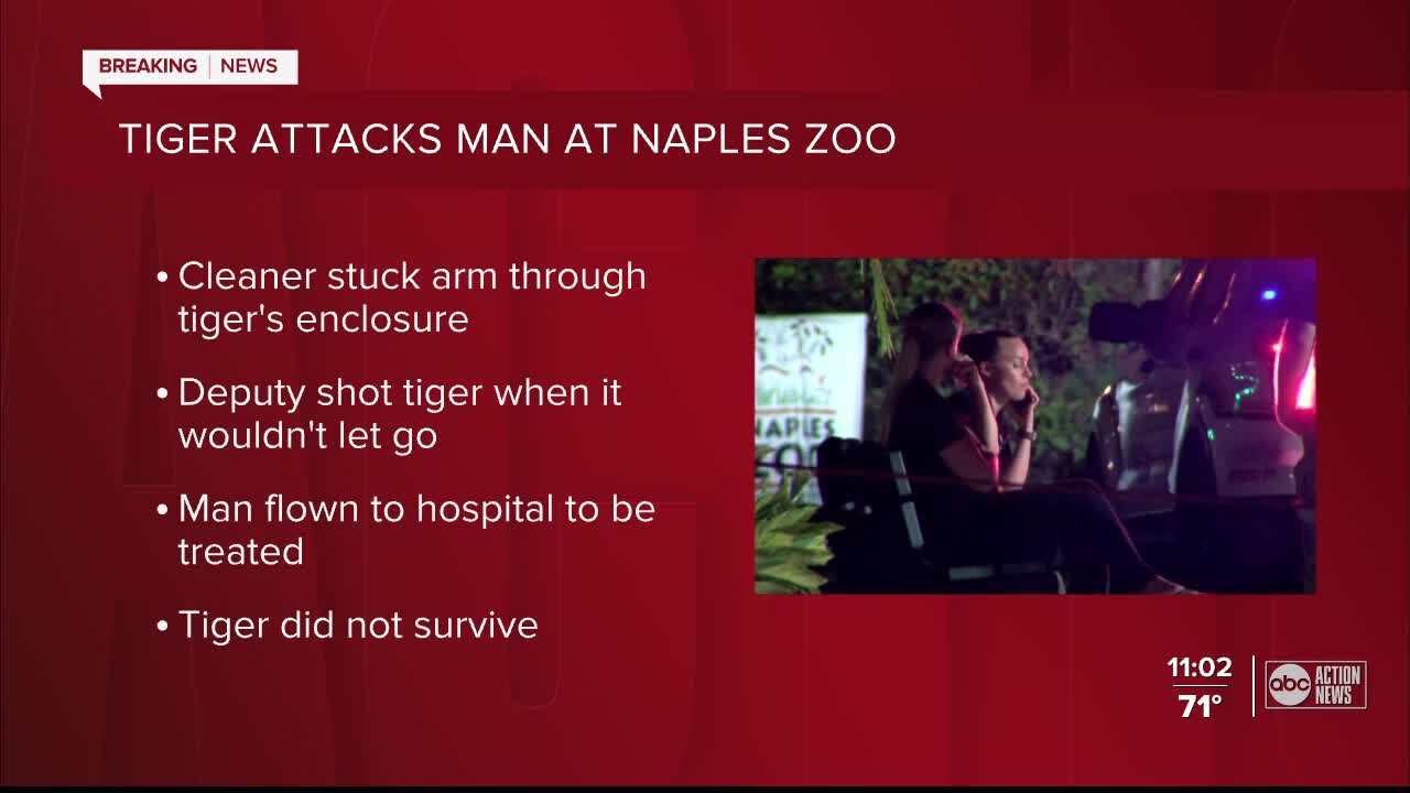 Man attacked by tiger after entering enclosure at Florida zoo, deputies say