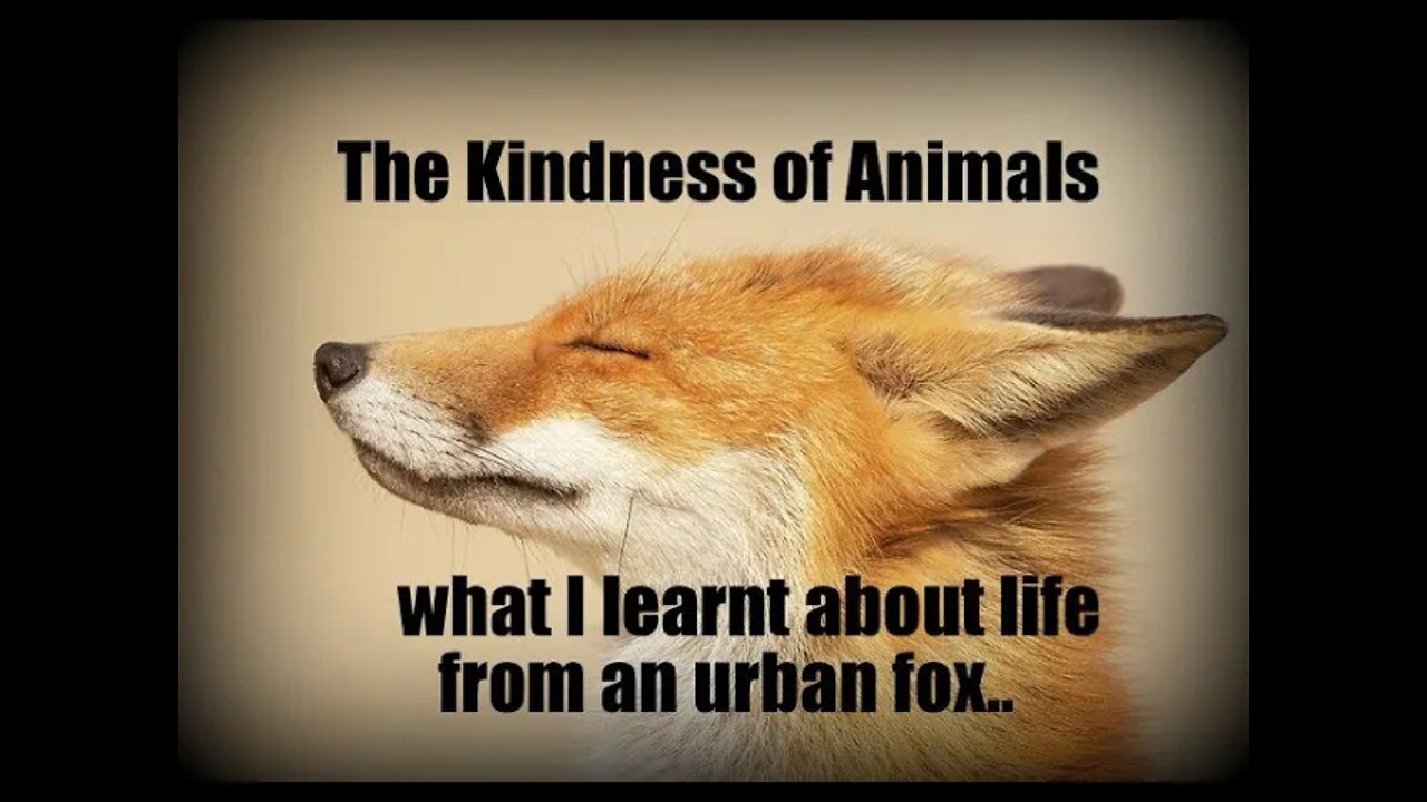 Kindness of Animals - what an urban #fox & her baby cubs has taught me about the meaning of #LIFE