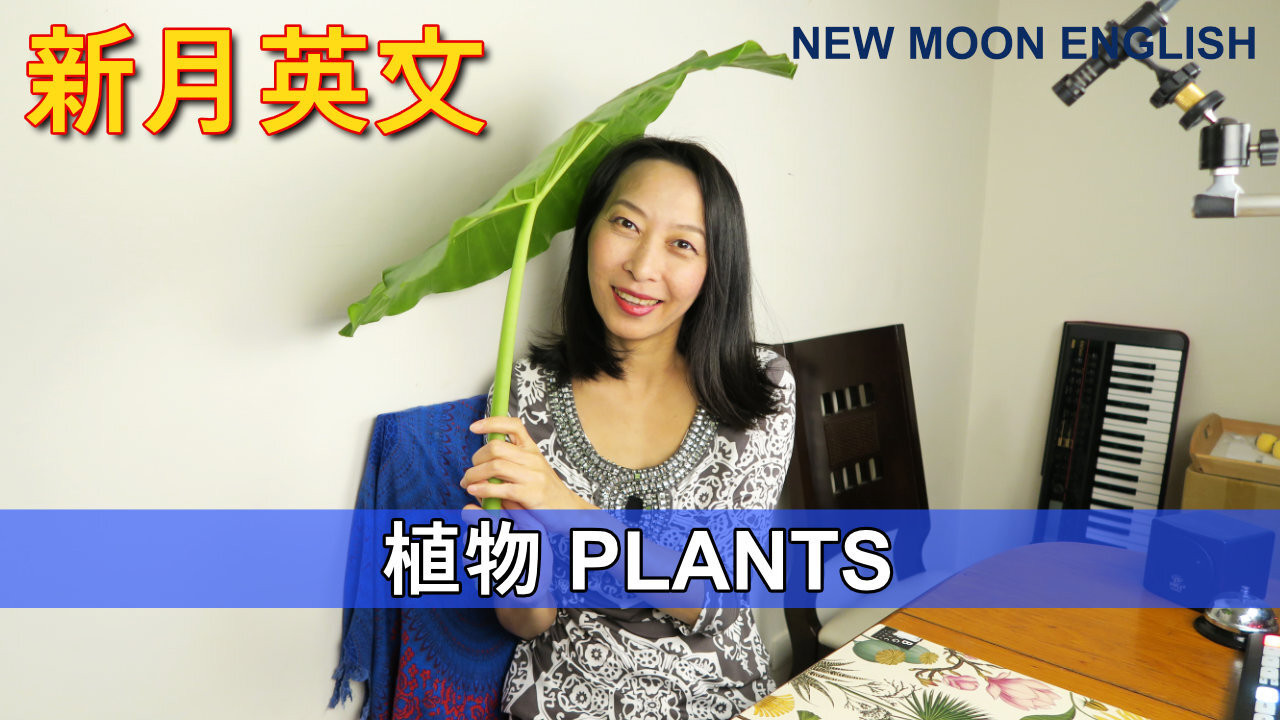 Plants 植物