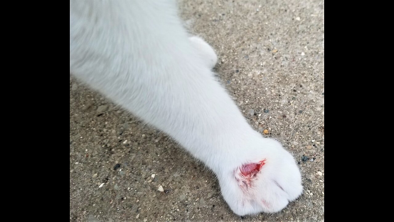 Oreo Jr has a hurt paw.🐈 オレオJrは前足を痛めています。