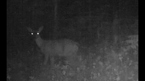 Deer chased by Wolves, 7/11/22