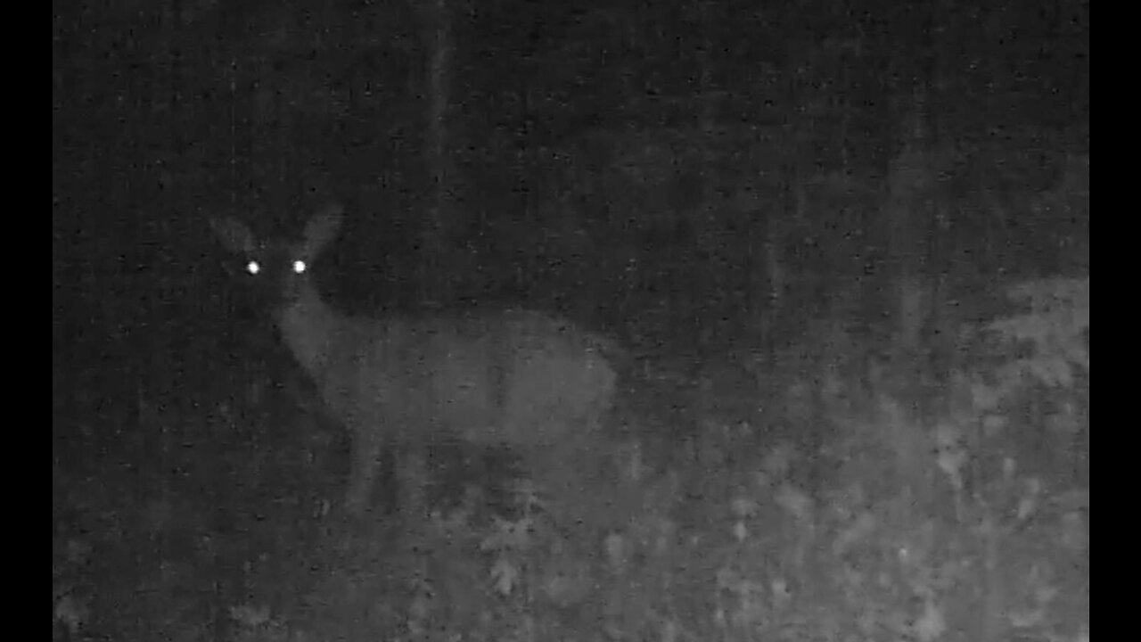 Deer chased by Wolves, 7/11/22