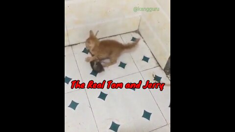 The Real Tom and Jerry