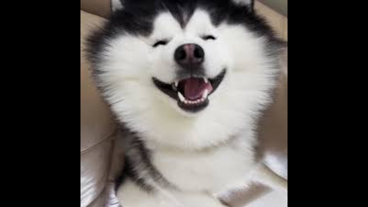 very cute husky