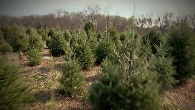 Christmas tree shortage anticipated this holiday season