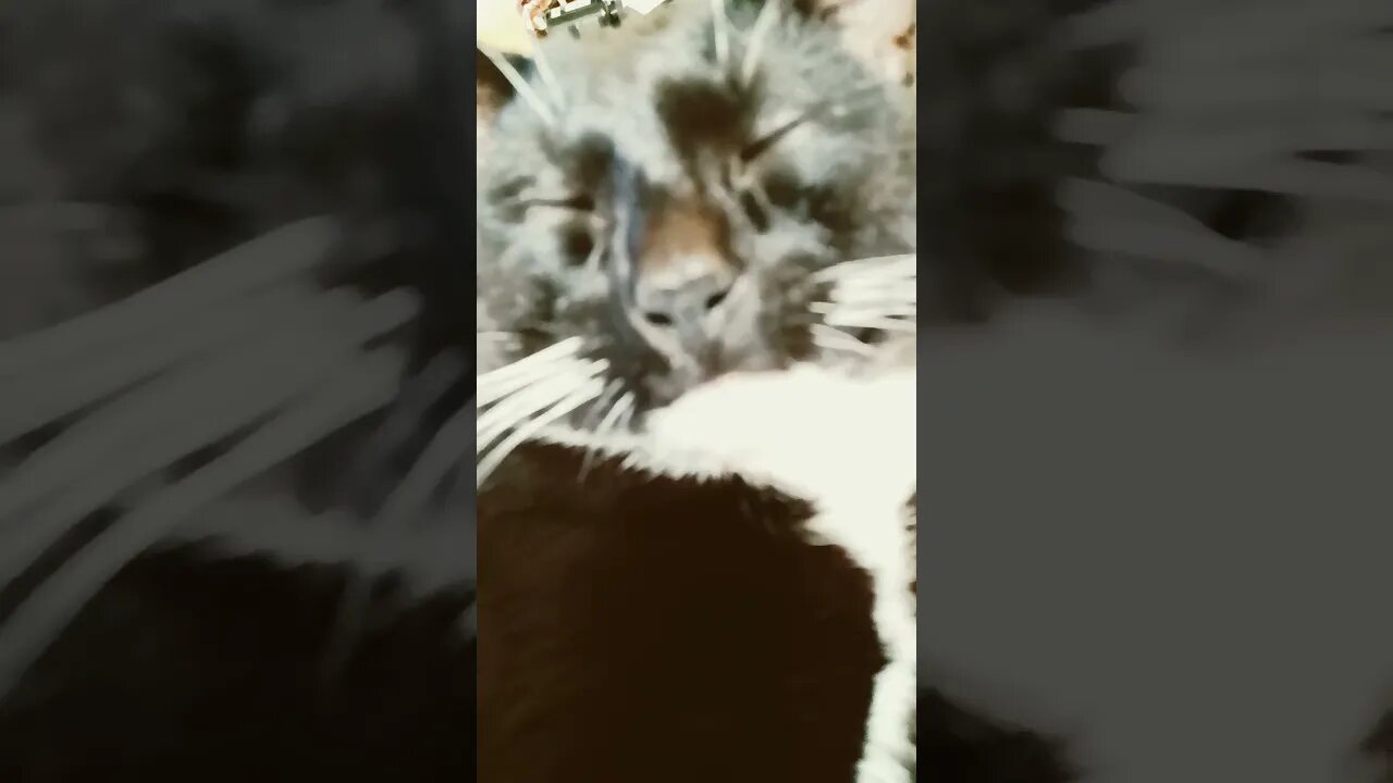 kitty falls asleep #shortsfeed #shortsvideo #kitty #cat #youtubeshorts #catvideos #catshorts