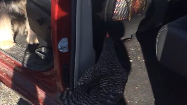 A Chicken Scares A Dog In A Car