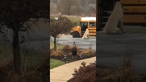 Every morning, Gordon waits for his girls to get on the school bus safely..😊 #shorts #animals