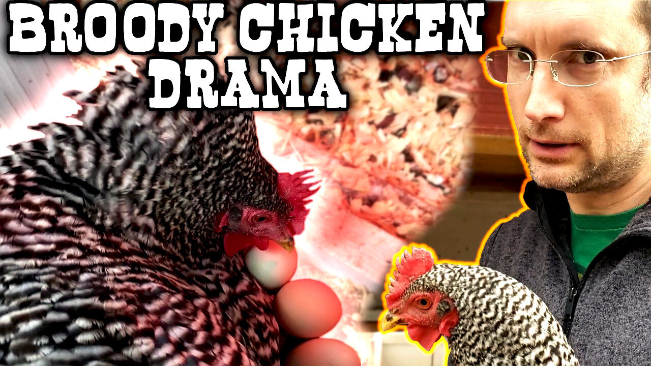 Broody Chicken Drama! Watch To The End! 🤣