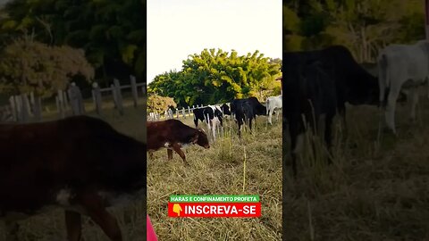 área de descanso dos bois #shorts #agro #roça #animals #bicho #haras #agropecuaria #confinamento #sp