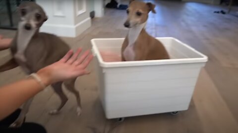 I made a little choo-choo train for my Dog