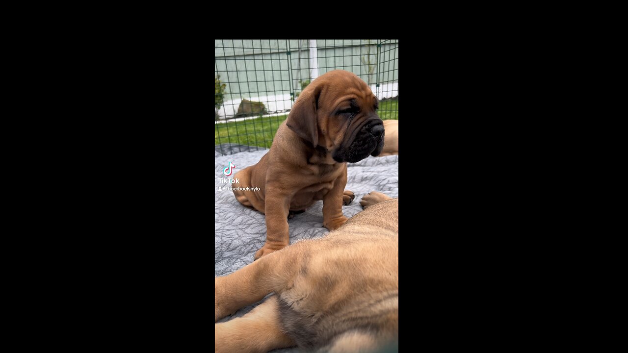 Boerboel Puppy Waking Sister Up