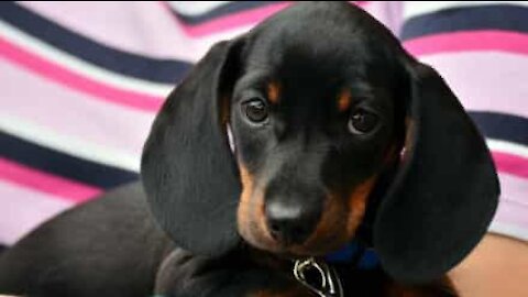 Cachorro tem jeito muito fofo de entrar em elevadores