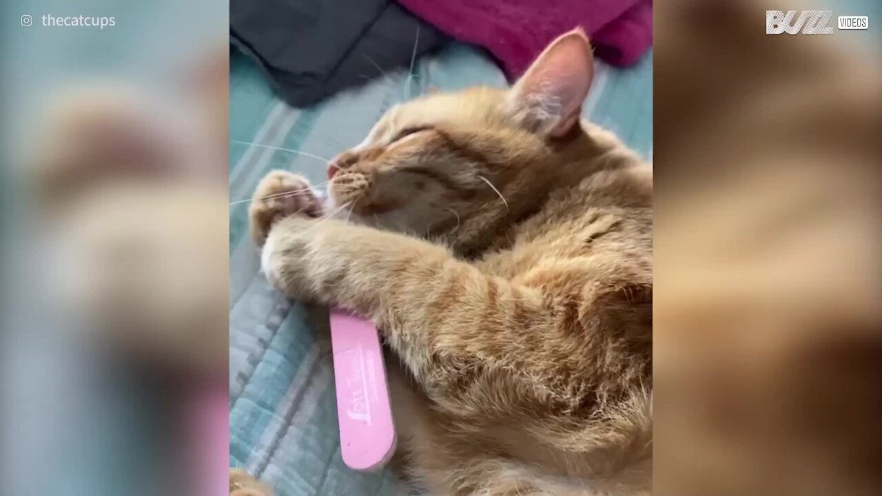 Gata fica apaixonada por lima das unhas