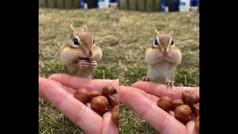 SQUARE LOVE ANIMAL 🐿️💕