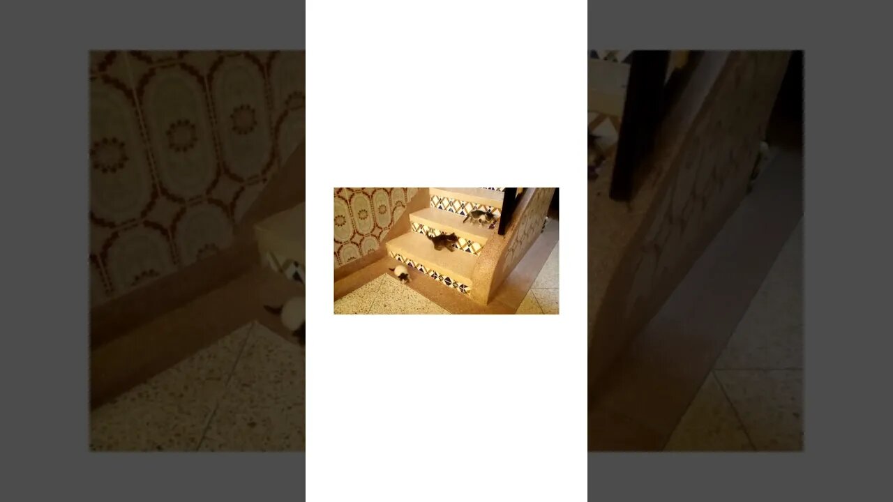funny cute kittens trying to follow their mother in the stairs !!!! I dare you not to laugh