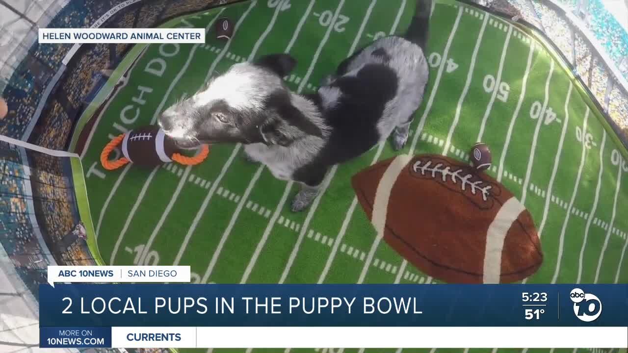 Two San Diego pups in the Puppy Bowl